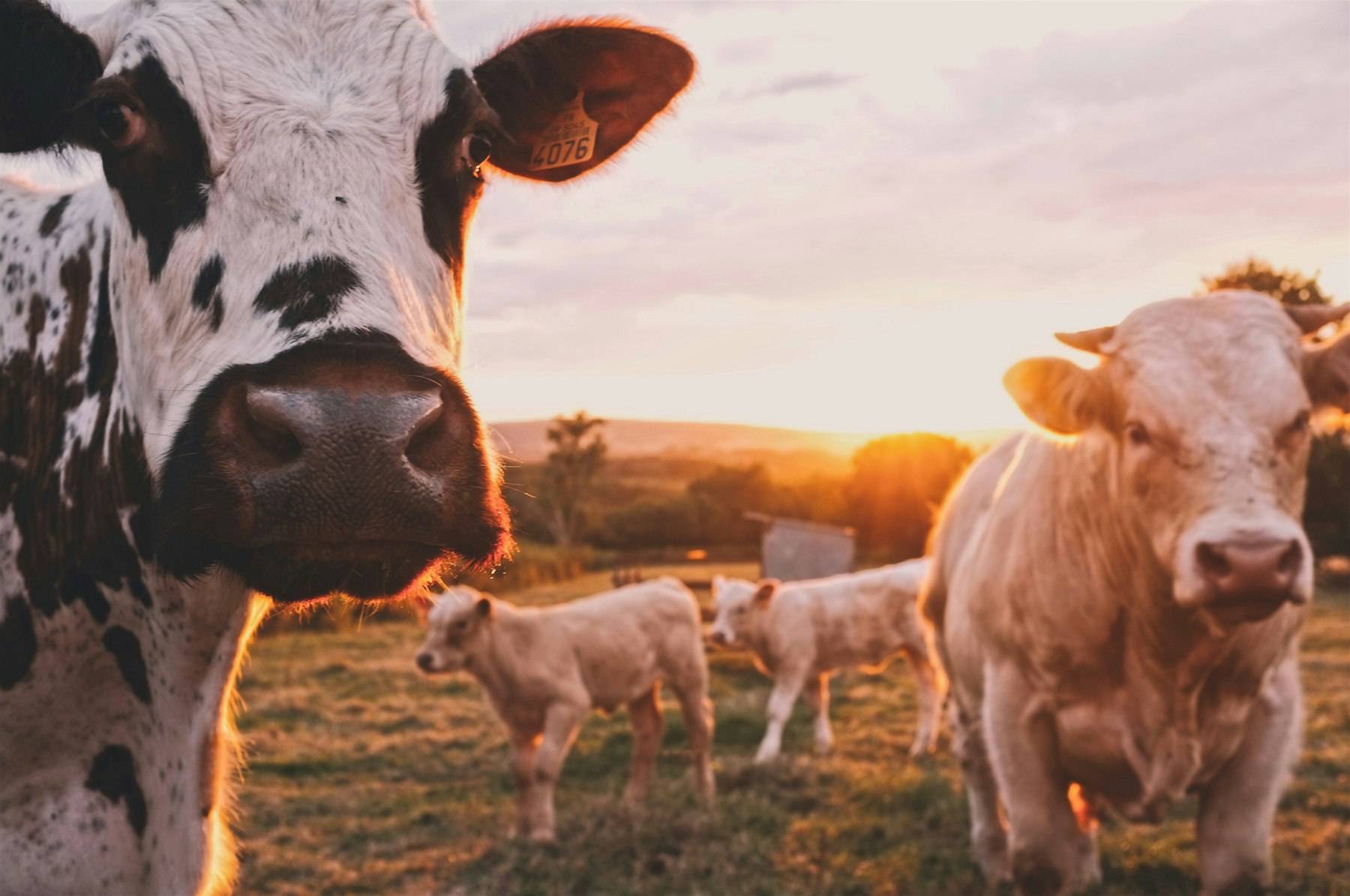 Bovine la pășune, imagine ilustrativă. Adăpostul este planificat pentru toamna 2027.