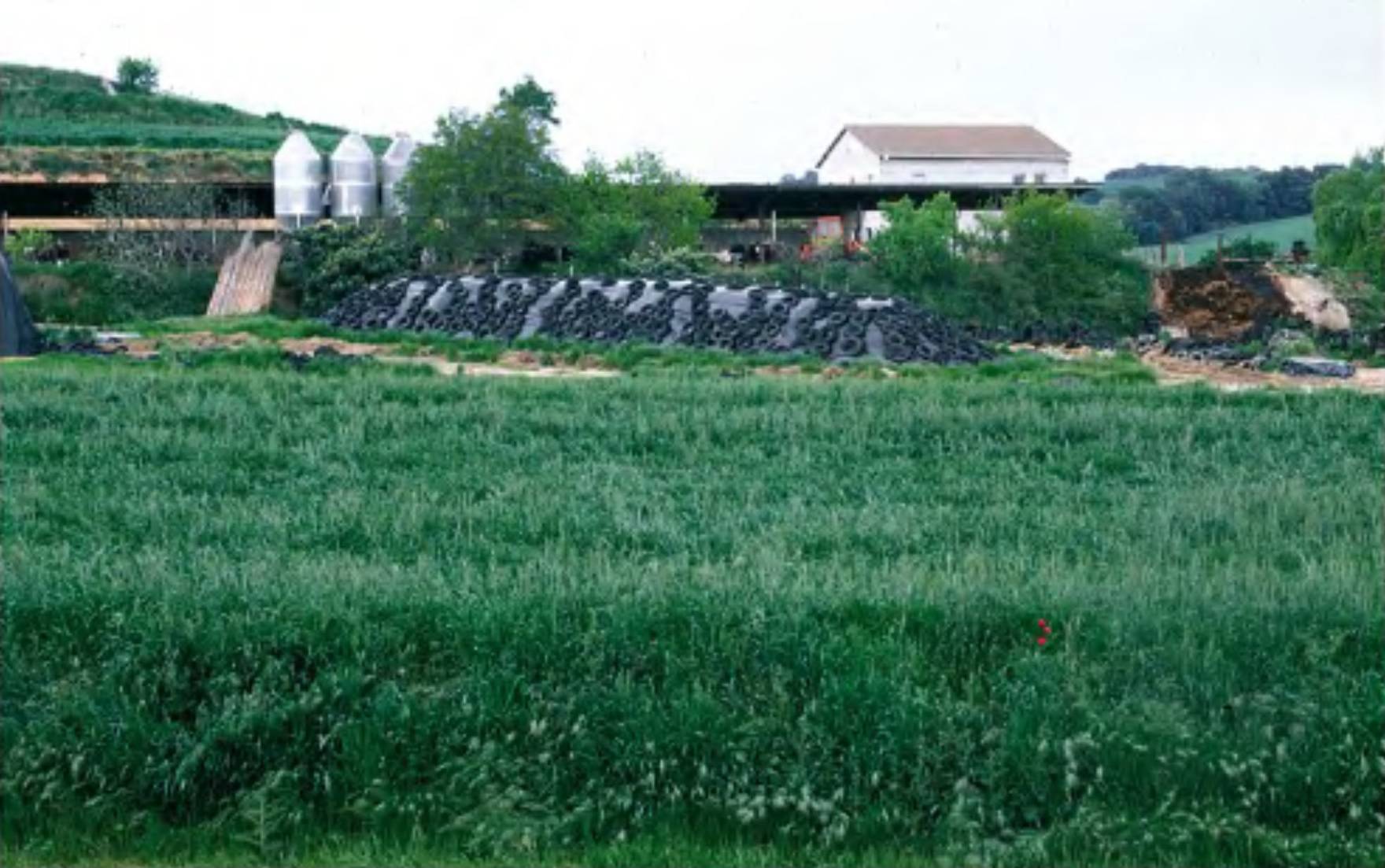 Cultură de triticale, imagine ilustrativă.